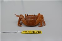 藏品(白紋方蟹)的圖片